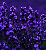 Lavender-essential-oil-in-cosmetics1